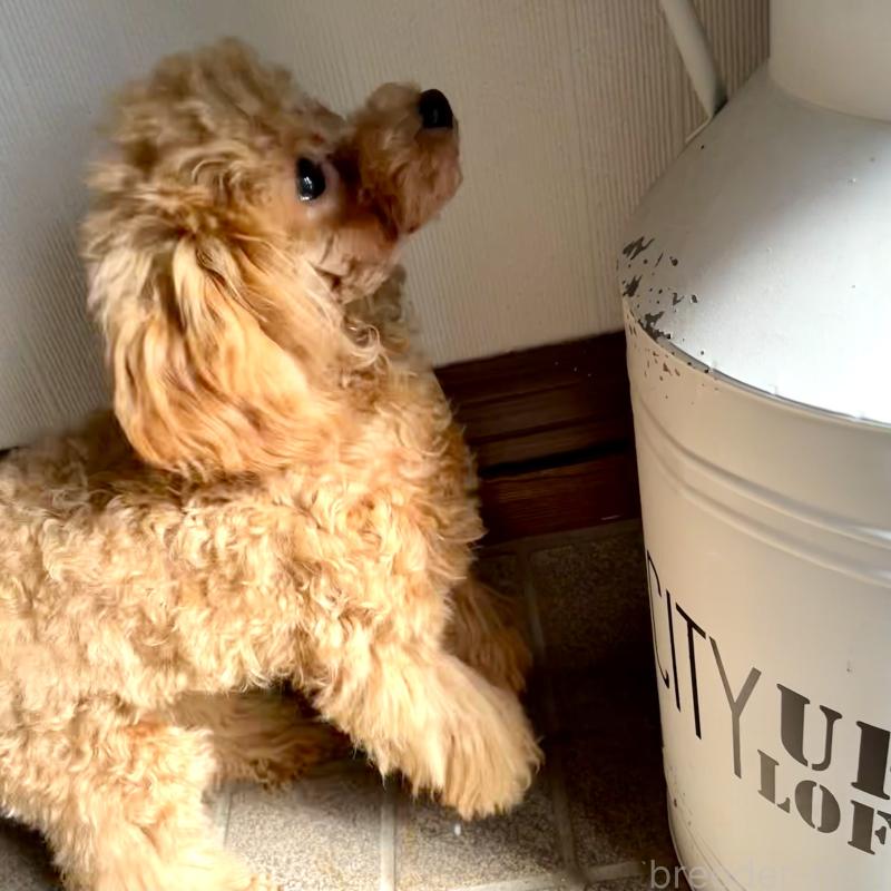 販売中の福岡県のタイニープードル-419432の5枚目