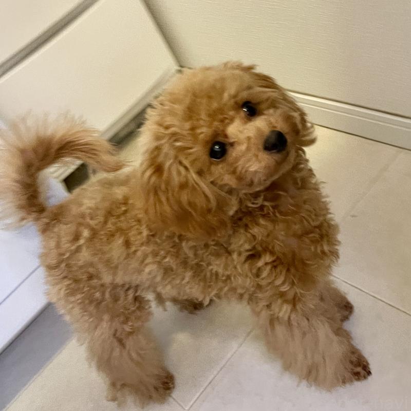 販売中の福岡県のタイニープードル-419432の3枚目