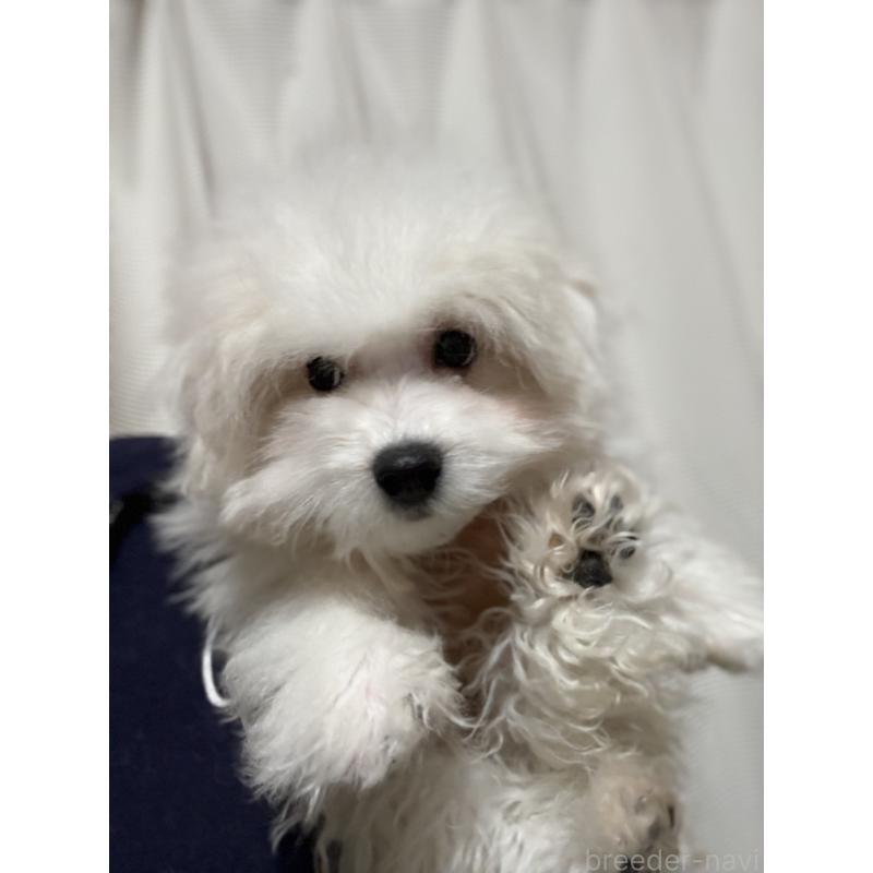 販売中の茨城県のマルプー:マルチーズ×トイプードル-421583の3枚目