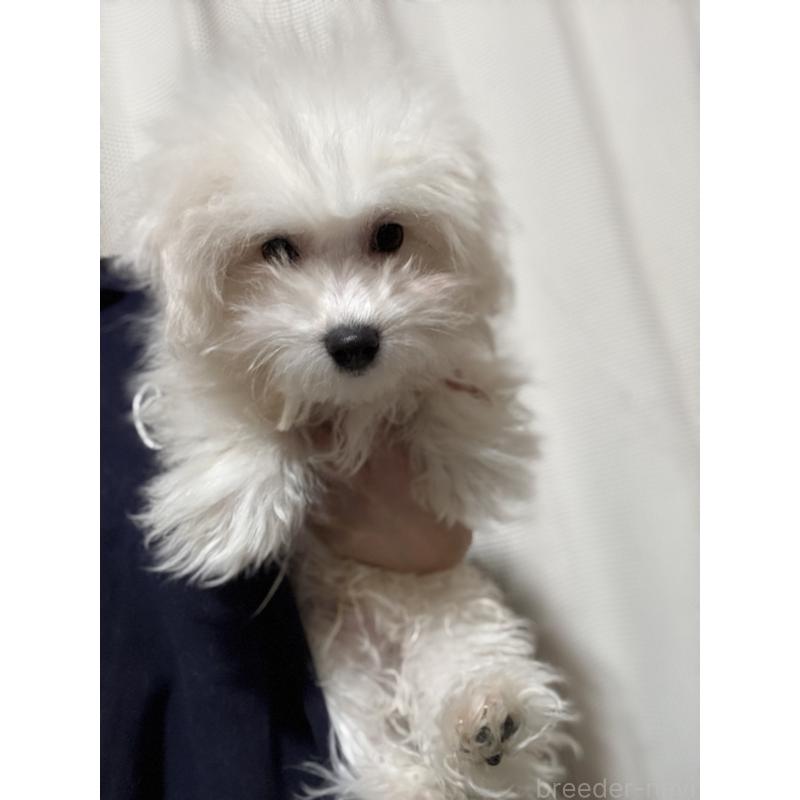 販売中の茨城県のマルプー:マルチーズ×トイプードル-421583の2枚目