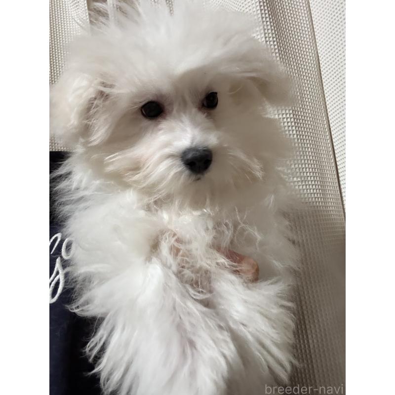 販売中の茨城県のマルプー:マルチーズ×トイプードル-421582の3枚目