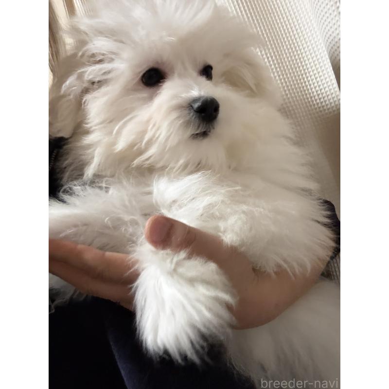販売中の茨城県のマルプー:マルチーズ×トイプードル-421582の2枚目