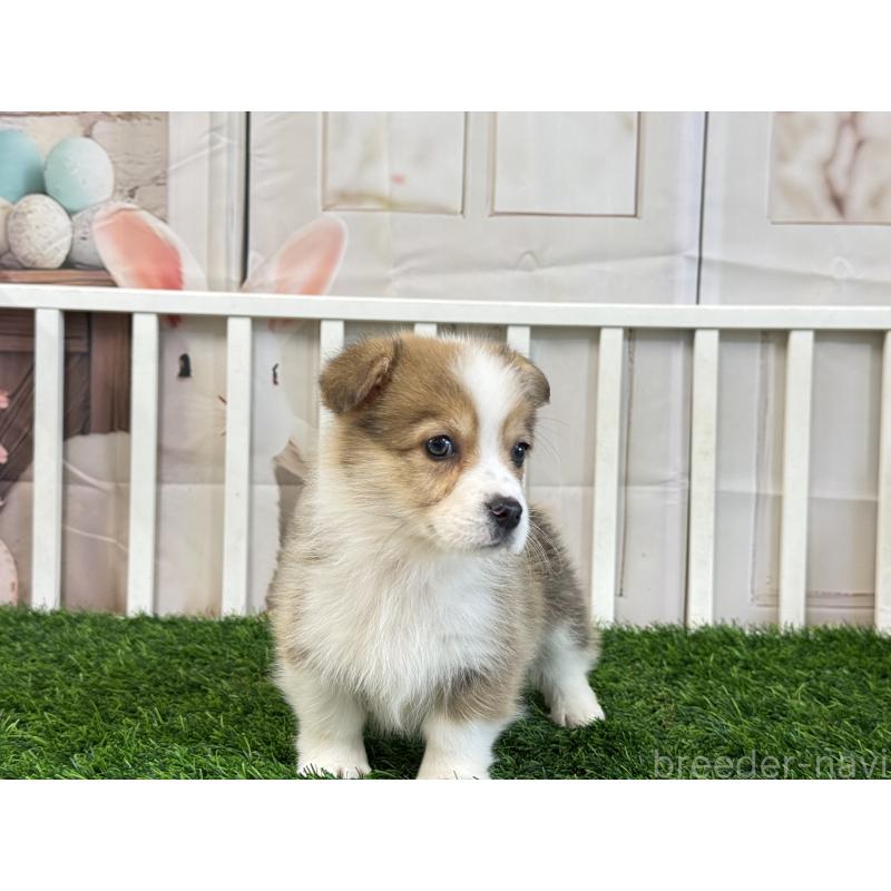 販売中の茨城県のウェルシュコーギーペンブローク-433774の5枚目