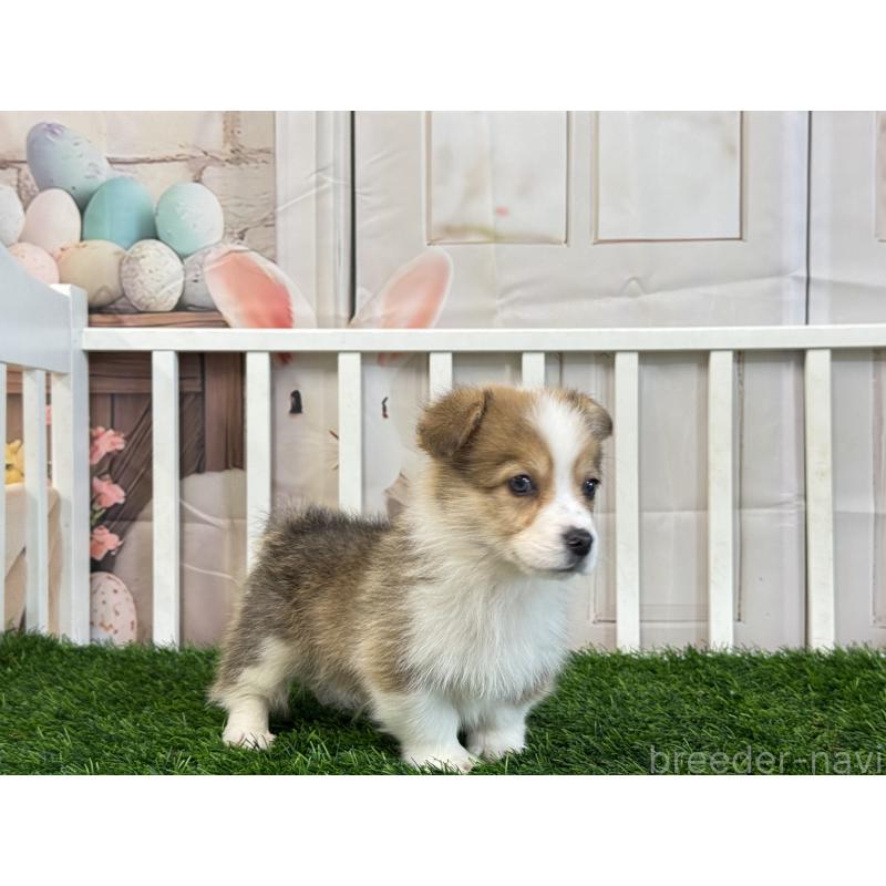 販売中の茨城県のウェルシュコーギーペンブローク-433774の4枚目