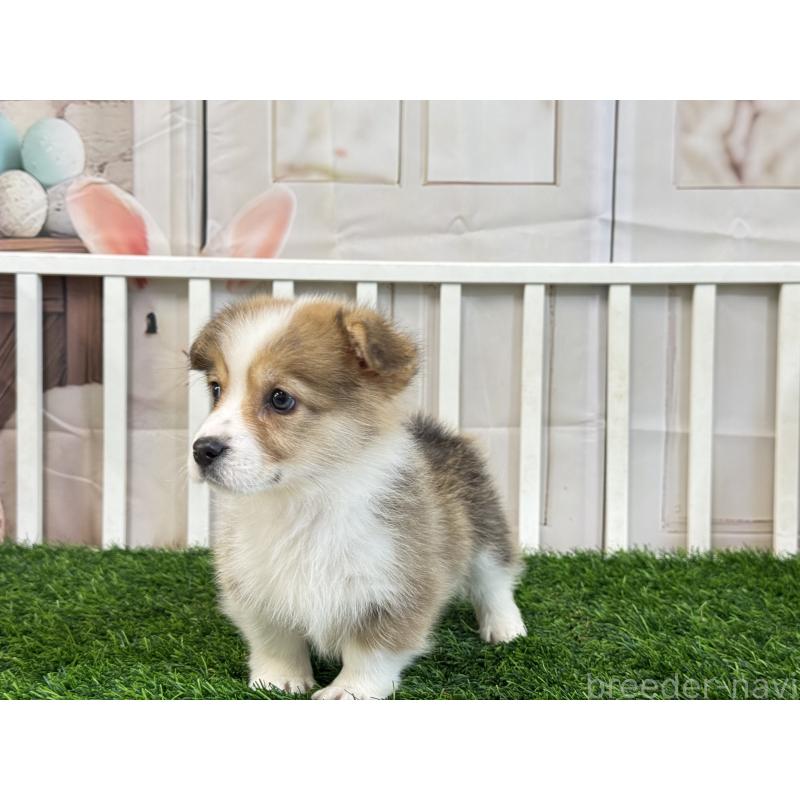 販売中の茨城県のウェルシュコーギーペンブローク-433774の3枚目