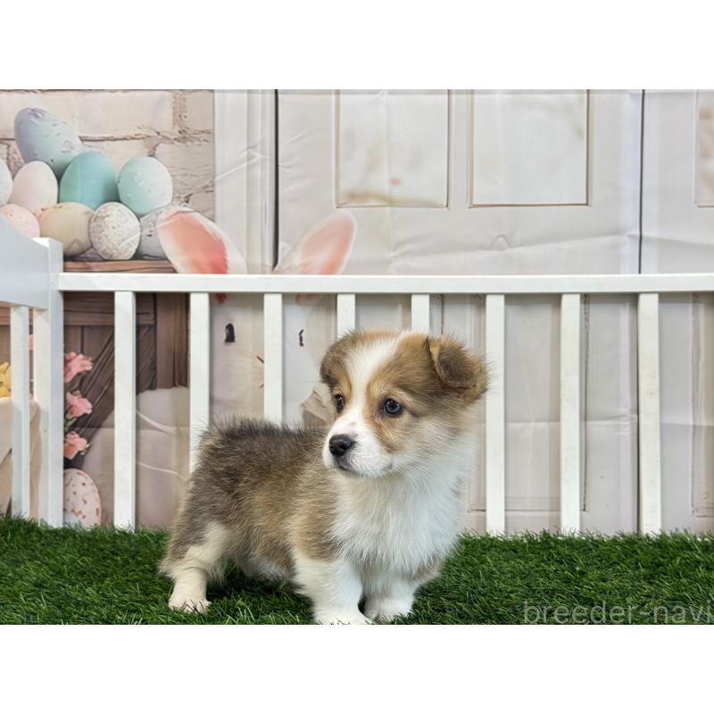販売中の茨城県のウェルシュコーギーペンブローク-433774の2枚目