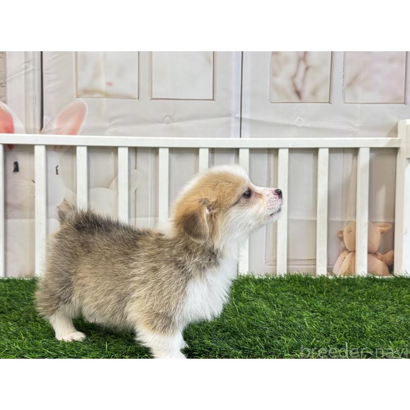 販売中の茨城県のウェルシュコーギーペンブローク-433764の5枚目