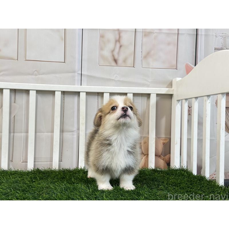 販売中の茨城県のウェルシュコーギーペンブローク-433764の4枚目