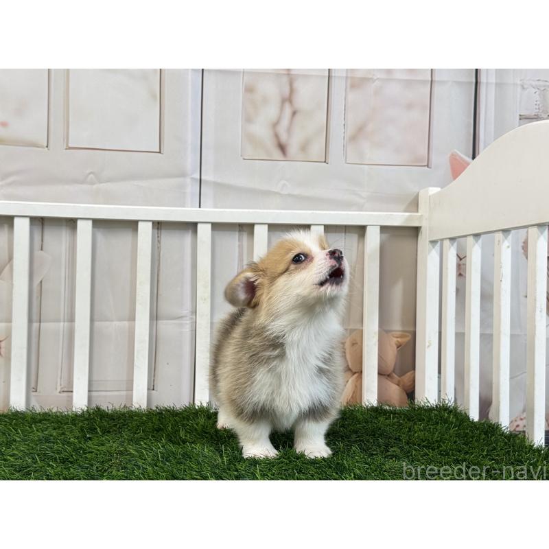 販売中の茨城県のウェルシュコーギーペンブローク-433764の3枚目