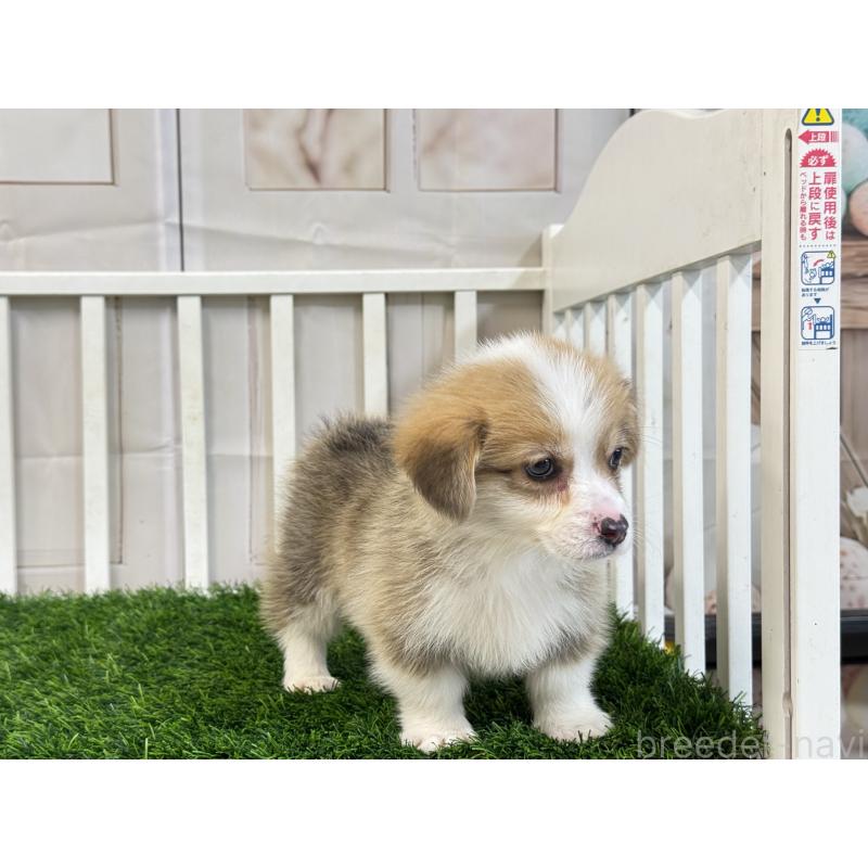 販売中の茨城県のウェルシュコーギーペンブローク-433764の2枚目