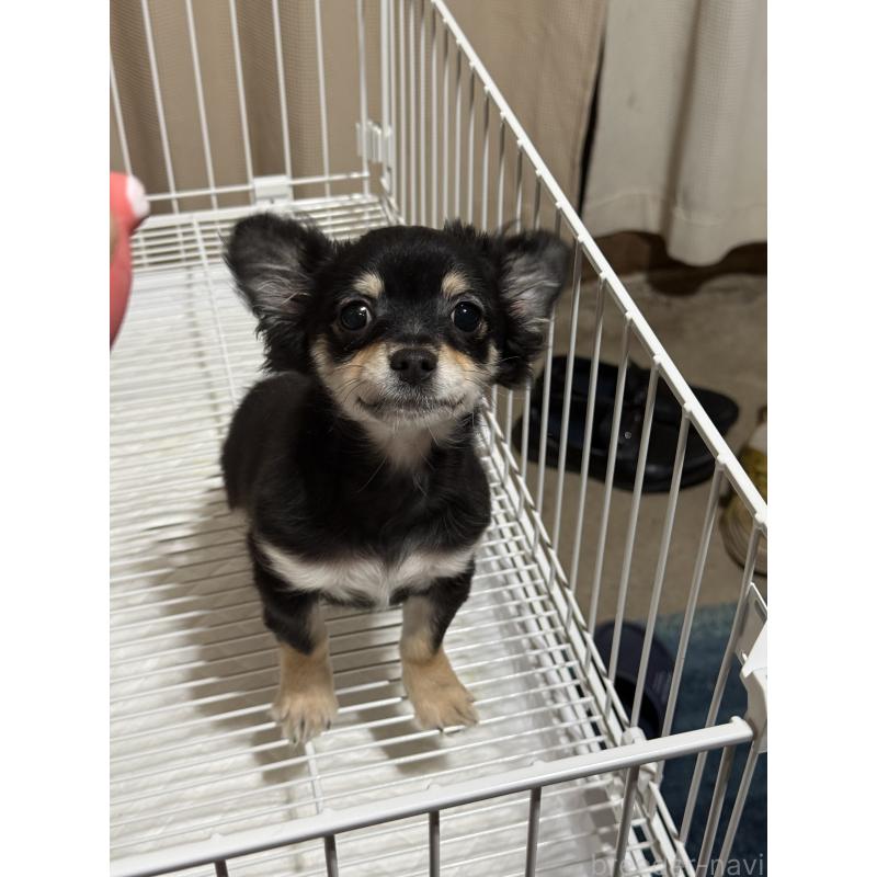 販売中の茨城県のチワワ(ロングコート)-423357の4枚目