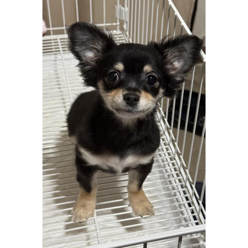 販売中の茨城県のチワワ(ロングコート)-423357の3枚目