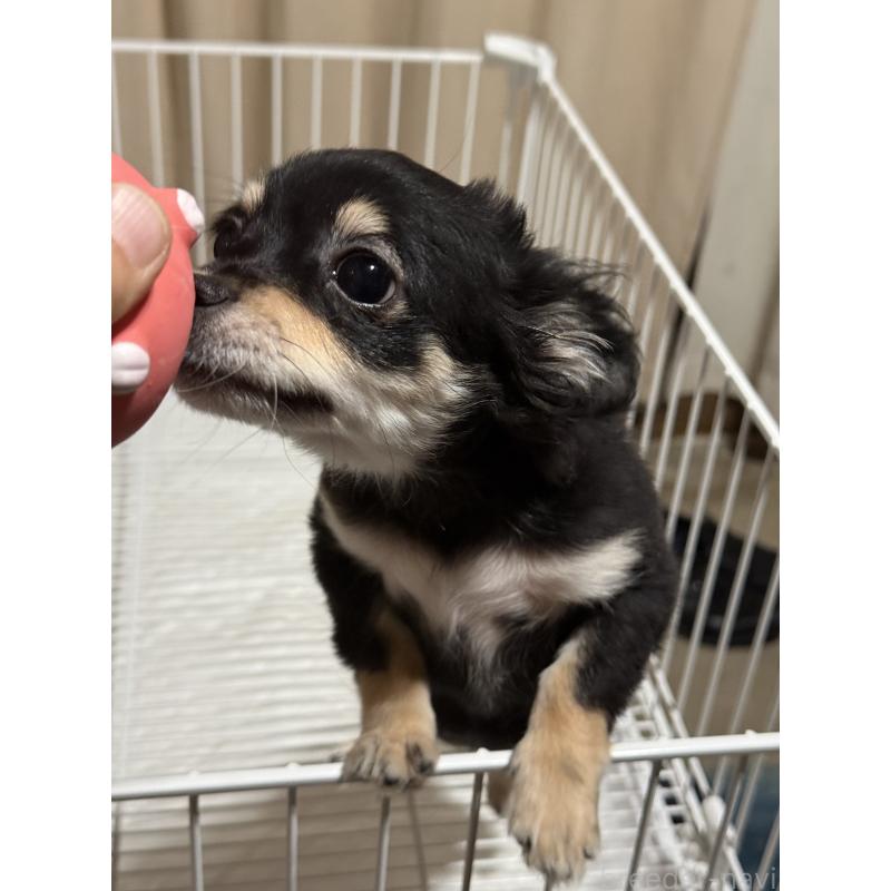 販売中の茨城県のチワワ(ロングコート)-423357の2枚目