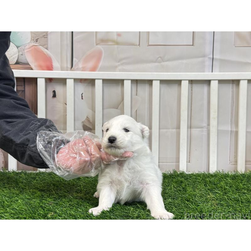 販売中の茨城県のサモエド-437509の4枚目