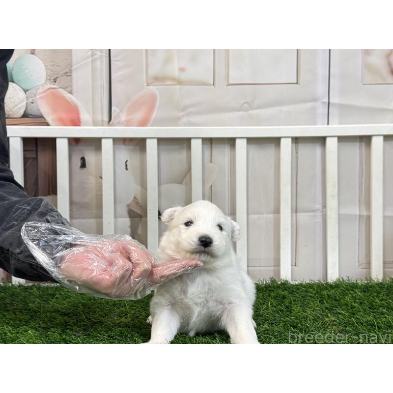 販売中の茨城県のサモエド-437509の3枚目