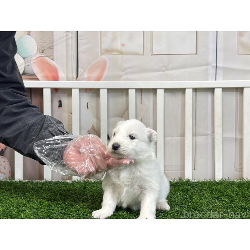 販売中の茨城県のサモエド-437509の2枚目