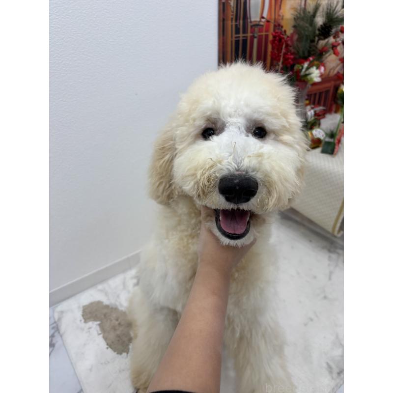 商談中の千葉県のスタンダードプードル-411075の2枚目