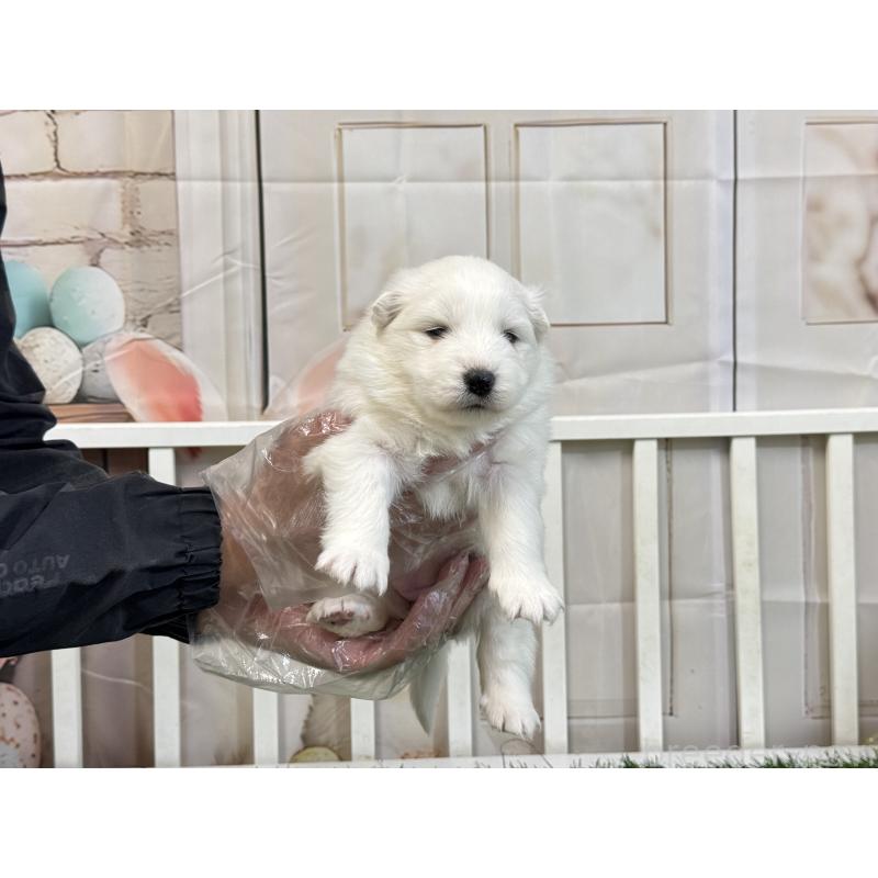 販売中の茨城県のサモエド-437510の5枚目