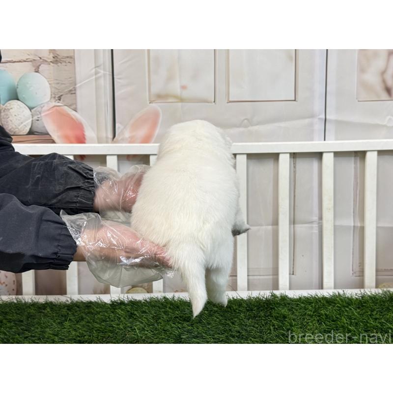 販売中の茨城県のサモエド-437510の4枚目