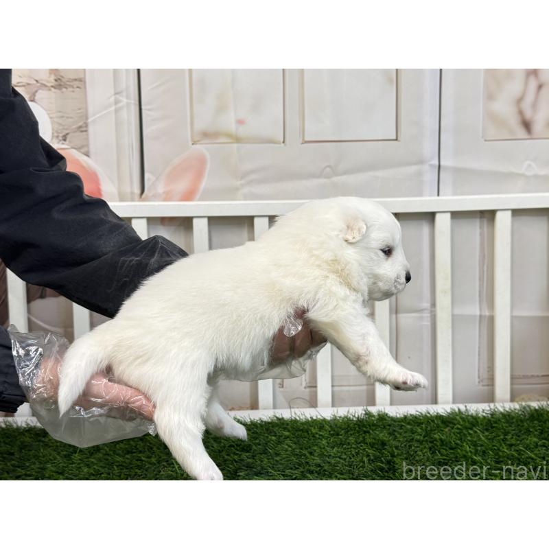 販売中の茨城県のサモエド-437510の3枚目