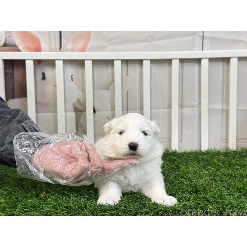 販売中の茨城県のサモエド-437510の2枚目