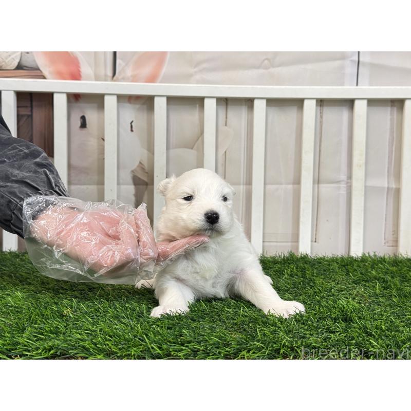 販売中の茨城県のサモエド-437511の5枚目