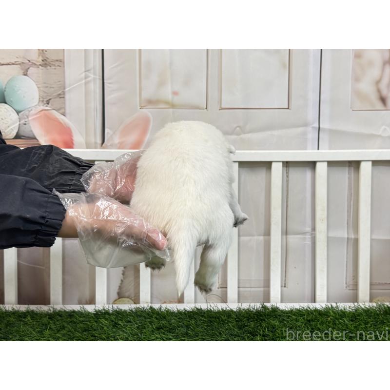 販売中の茨城県のサモエド-437511の4枚目