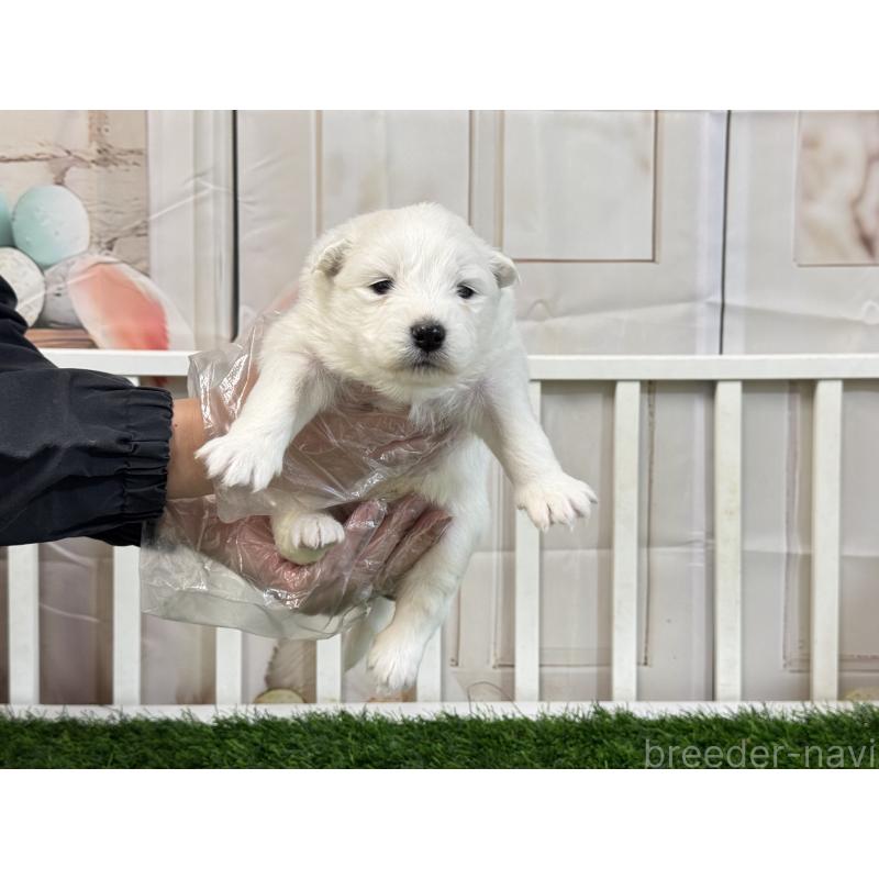 販売中の茨城県のサモエド-437511の2枚目