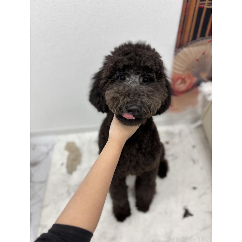 販売中の千葉県のスタンダードプードル-411036の2枚目