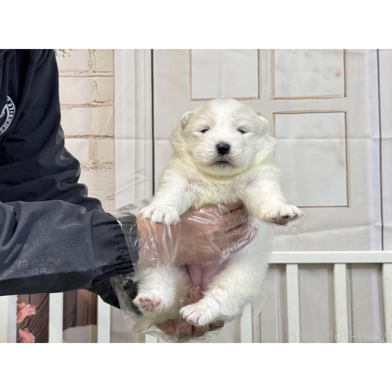 販売中の茨城県のサモエド-437512の5枚目