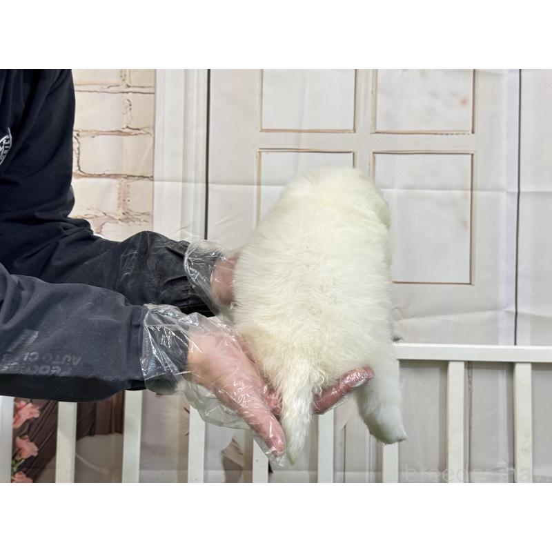 販売中の茨城県のサモエド-437512の4枚目