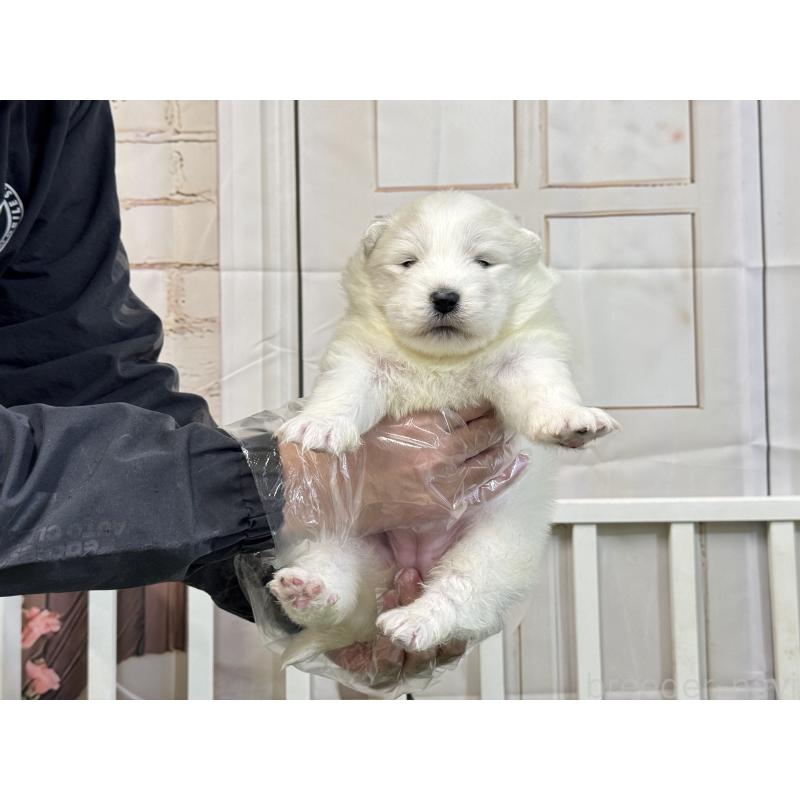 販売中の茨城県のサモエド-437512の3枚目