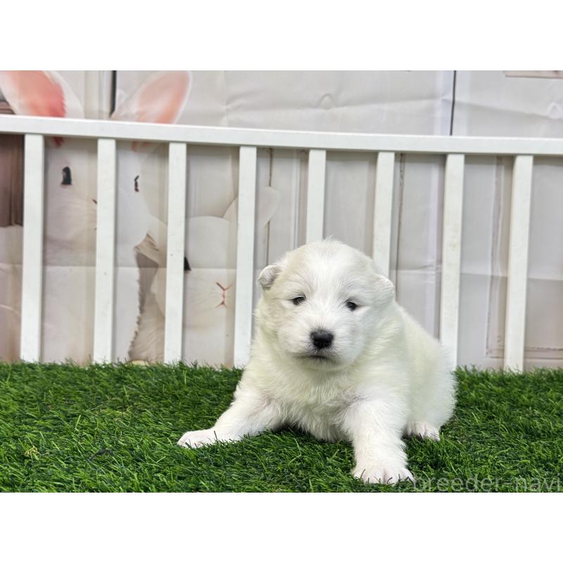 販売中の茨城県のサモエド-437512の2枚目