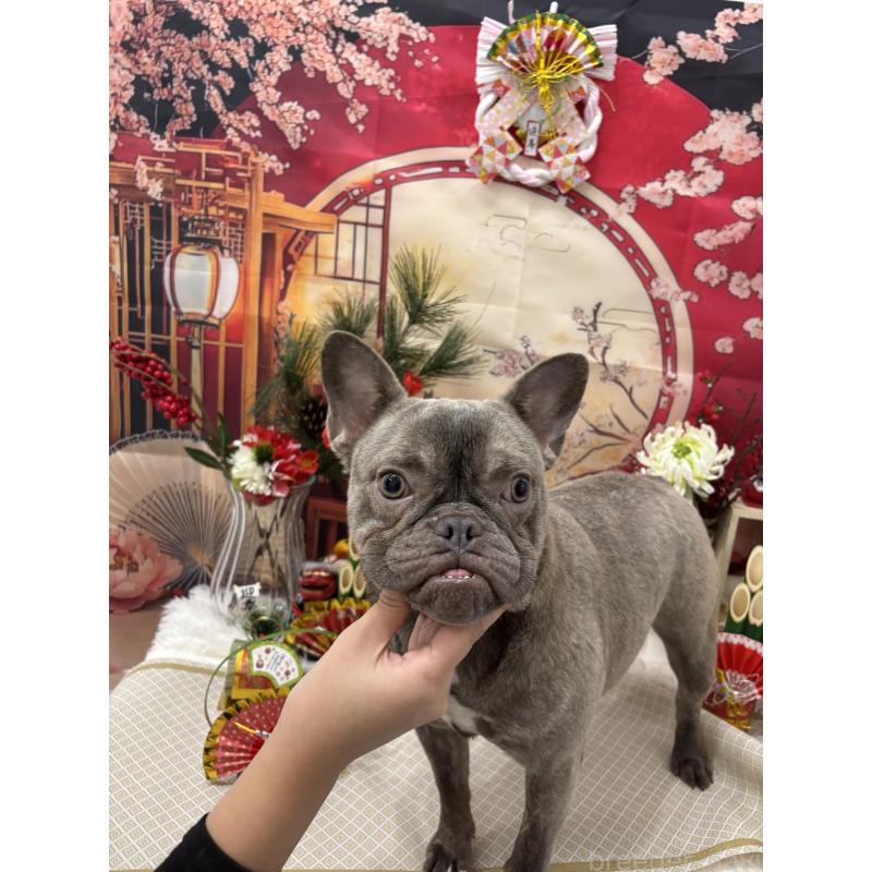 販売中の千葉県のフレンチブルドッグ-379134の2枚目