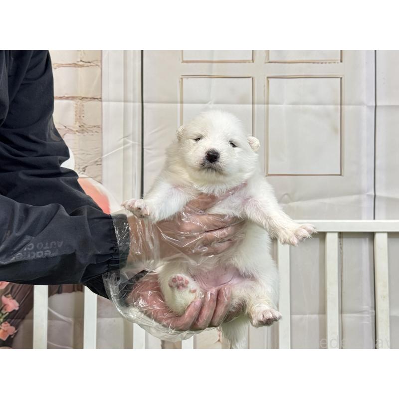 販売中の茨城県のサモエド-437513の6枚目