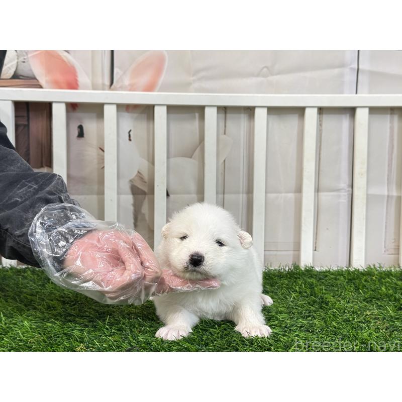 販売中の茨城県のサモエド-437513の5枚目