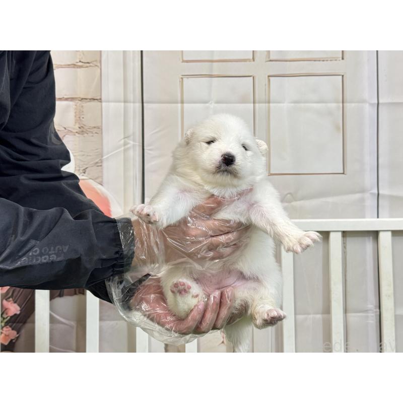 販売中の茨城県のサモエド-437513の3枚目