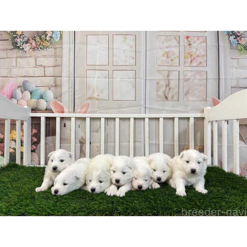 販売中の茨城県のサモエド-437513の2枚目