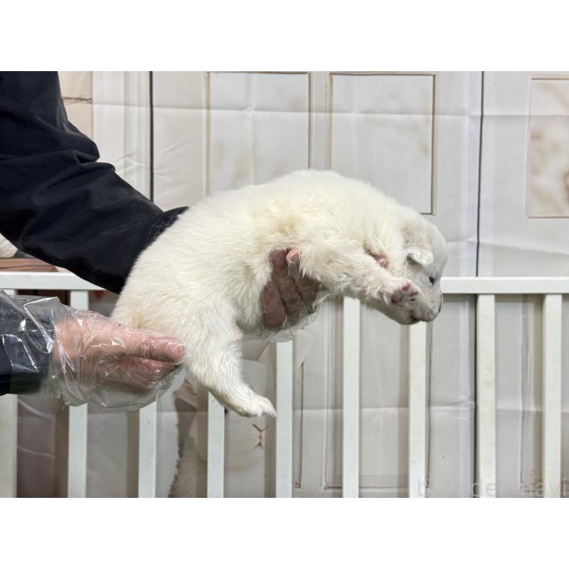 販売中の茨城県のサモエド-437514の5枚目