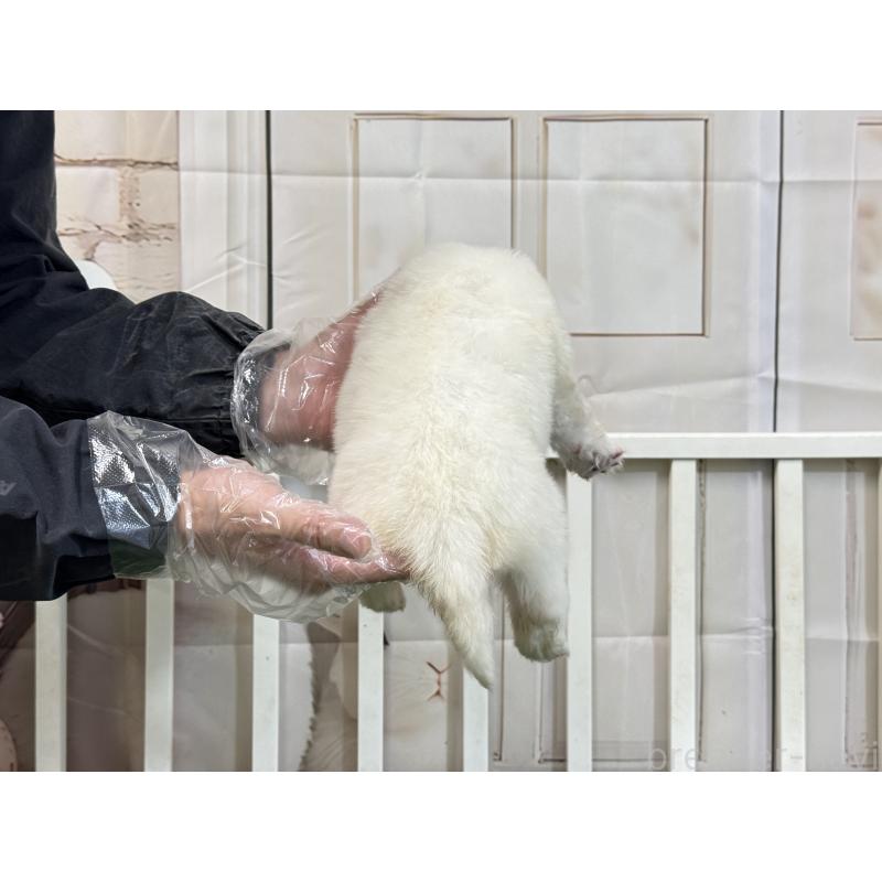 販売中の茨城県のサモエド-437514の3枚目