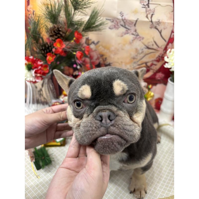 成約済の千葉県のフレンチブルドッグ-379141の3枚目