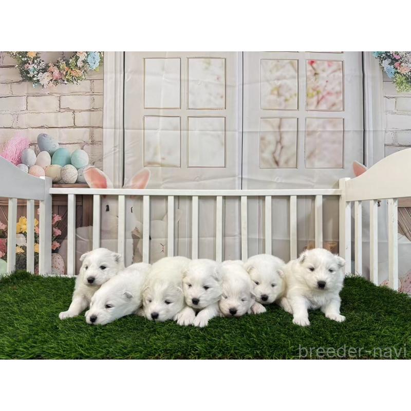 販売中の茨城県のサモエド-437514の2枚目