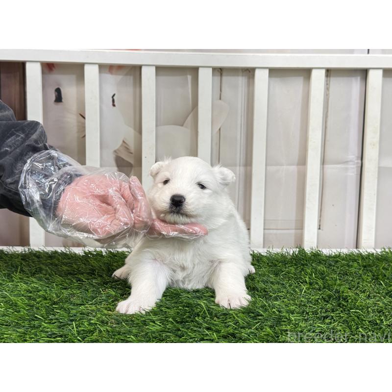 販売中の茨城県のサモエド-437515の5枚目