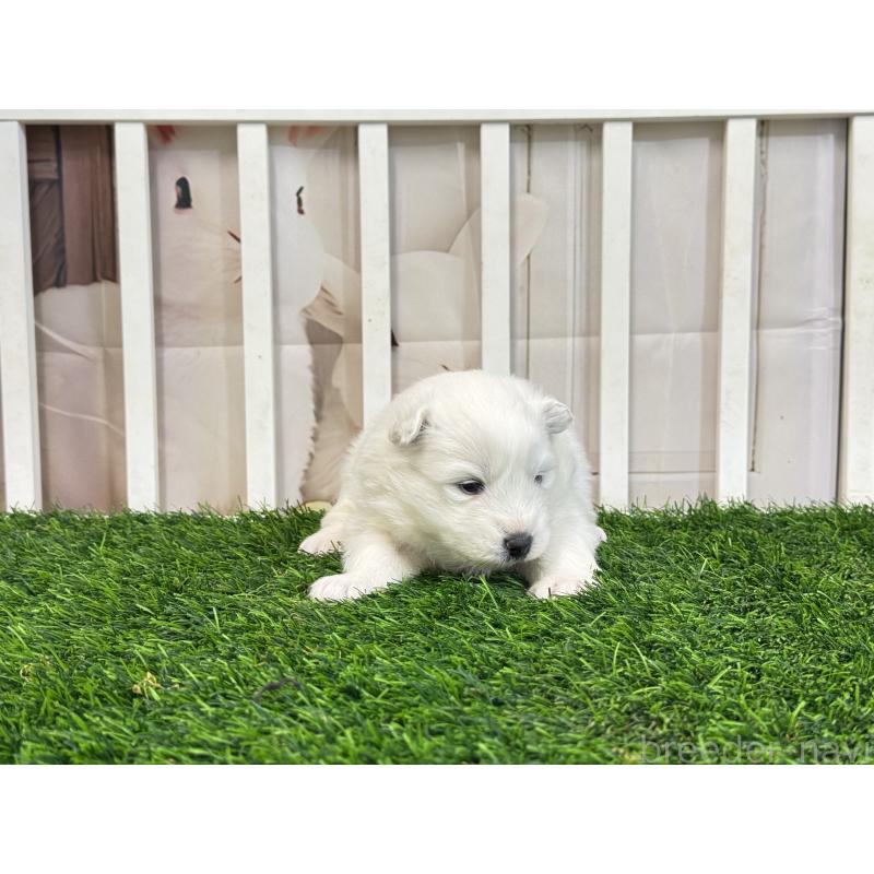 販売中の茨城県のサモエド-437515の4枚目