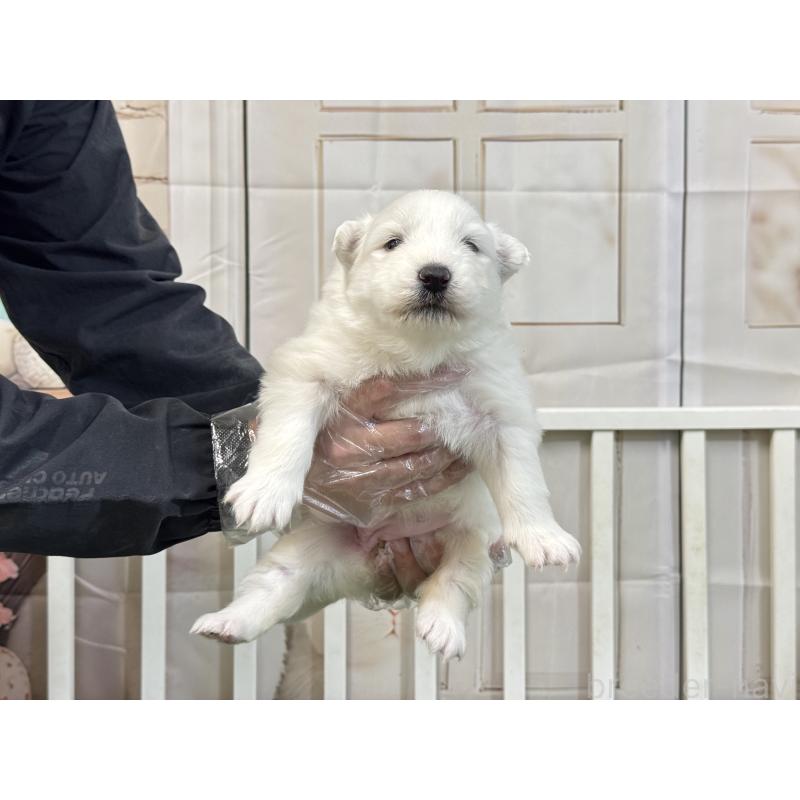 販売中の茨城県のサモエド-437515の3枚目