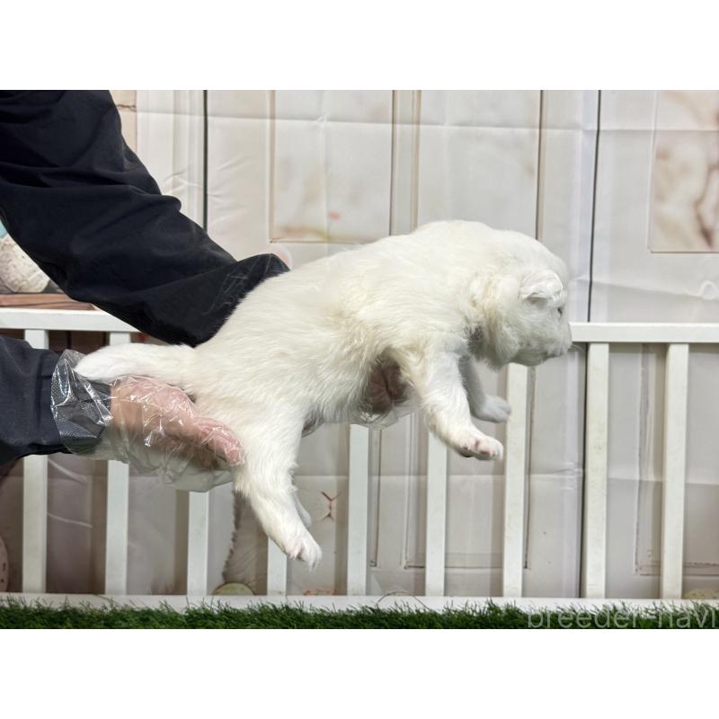 販売中の茨城県のサモエド-437515の2枚目