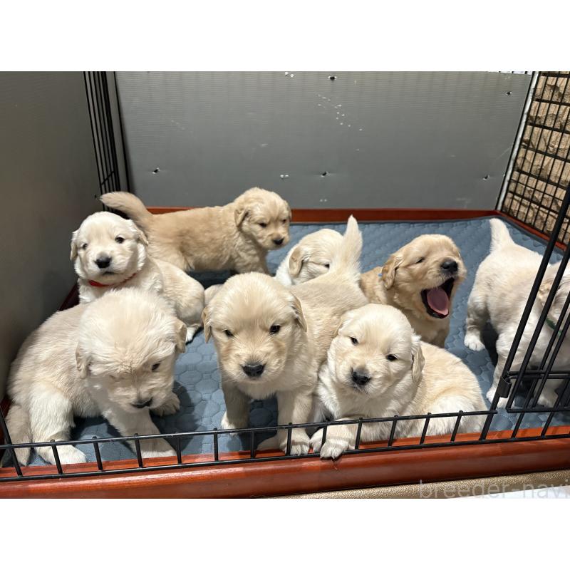 販売中の岡山県のゴールデンレトリーバー-437541