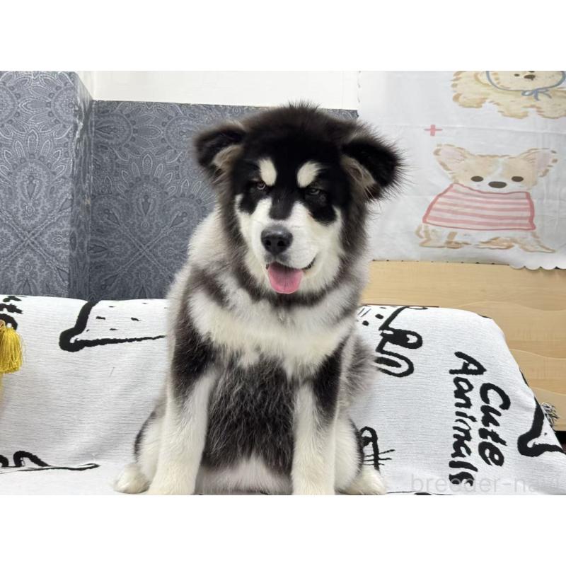 販売中の茨城県のアラスカンマラミュート-437517の6枚目