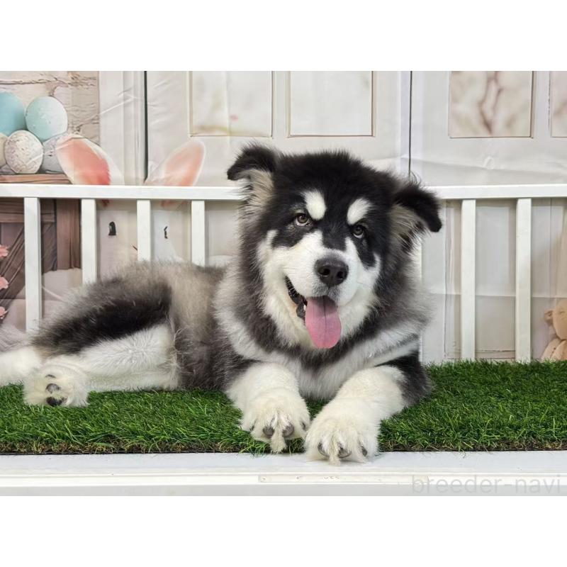 販売中の茨城県のアラスカンマラミュート-437517の5枚目