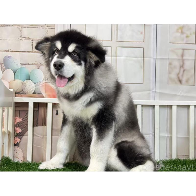 販売中の茨城県のアラスカンマラミュート-437517の4枚目